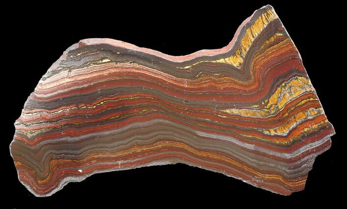 Polished Tiger Iron Stromatolite - ( Billion Years) #42619